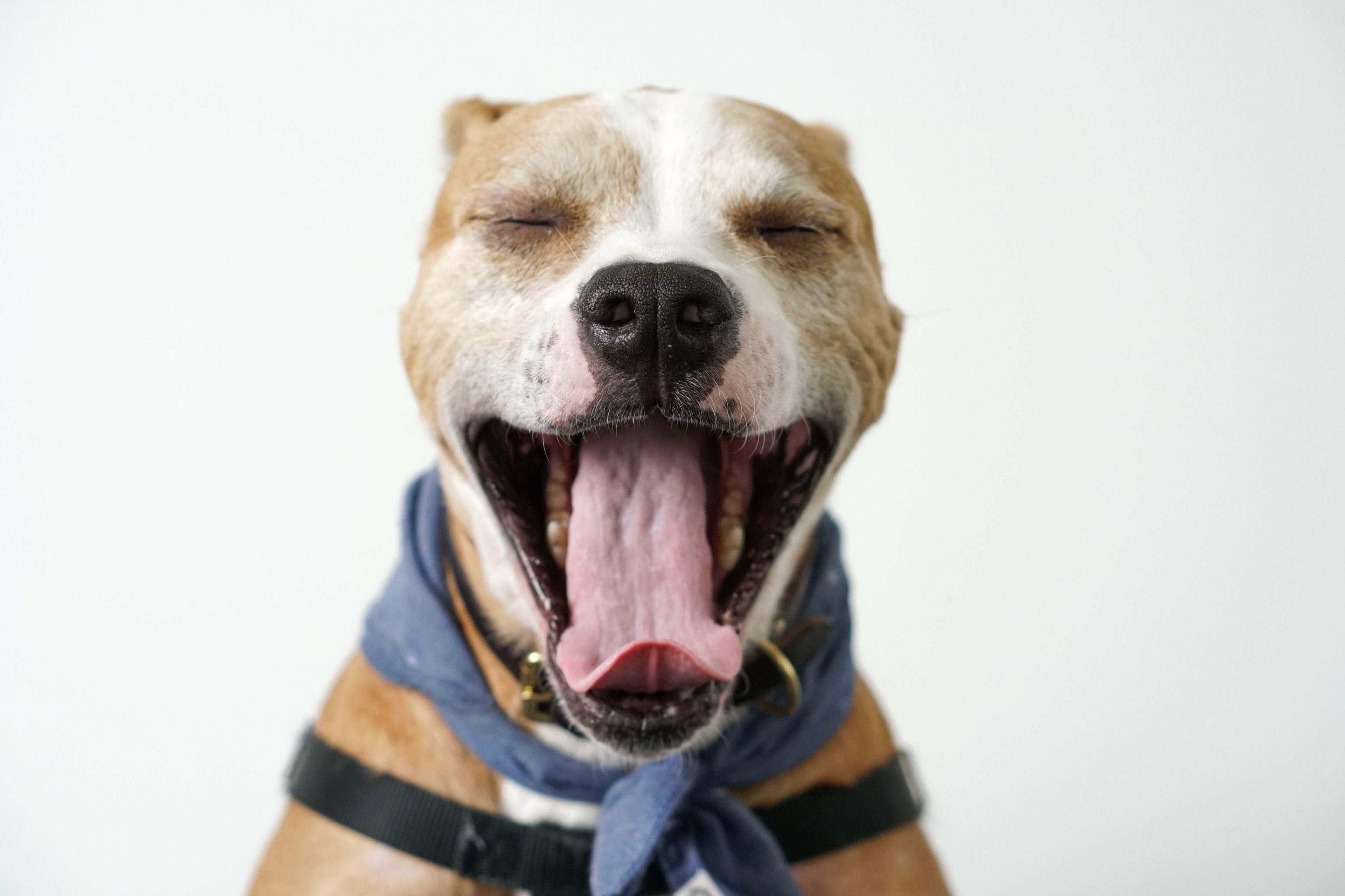 come lavare i denti al cane