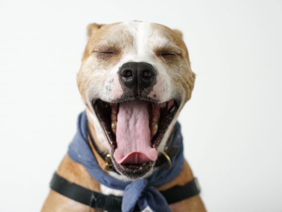 denti cane