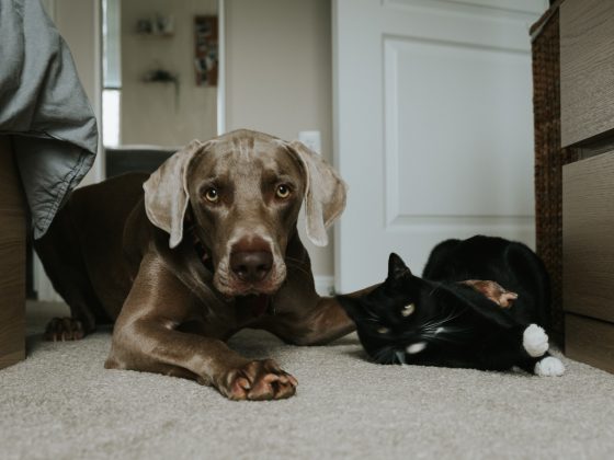 animali domestici